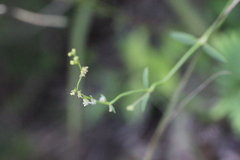 Gonocarpus chinensis