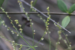 Gonocarpus chinensis