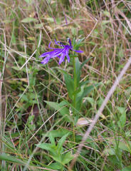 Lobelia sessilifolia