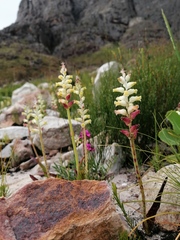 Lachenalia cernua