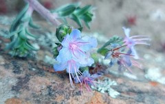 Lobostemon echioides