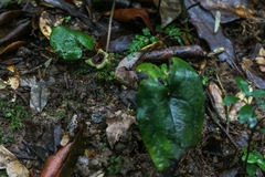 Asarum celsum