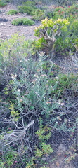 Lobostemon echioides