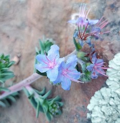 Lobostemon echioides