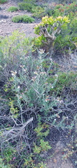 Lobostemon echioides