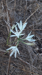 Vagaria parviflora