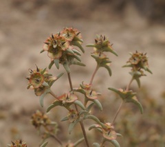 Pyankovia brachiata