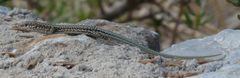 Podarcis cretensis