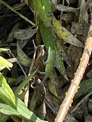 Anolis carolinensis