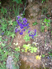 Delphinium patens