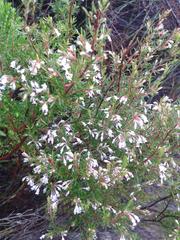 Erica fuscescens
