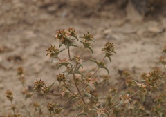 Pyankovia brachiata