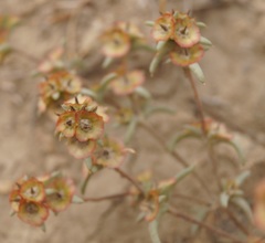 Pyankovia brachiata