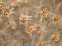 Pyankovia brachiata