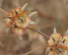 Pyankovia brachiata