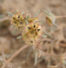 Pyankovia brachiata