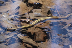Thamnophis brachystoma
