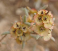 Pyankovia brachiata