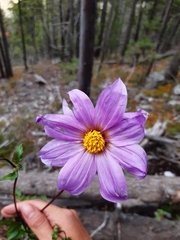 Dahlia tubulata