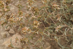 Pyankovia brachiata