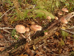 Deconica crobula