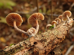 Deconica crobula