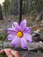 Dahlia tubulata