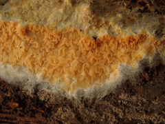 Leucogyrophana mollusca