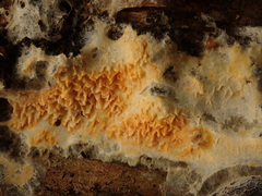 Leucogyrophana mollusca