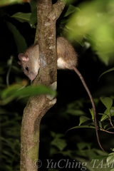 Rattus andamanensis