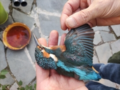 Alcedo atthis