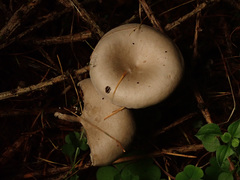 Clitocybe ditopa