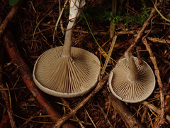 Clitocybe ditopa