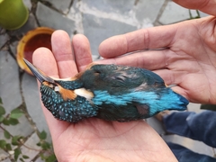 Alcedo atthis