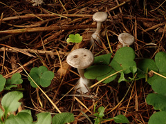 Clitocybe ditopa