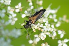 Anogcodes rufiventris