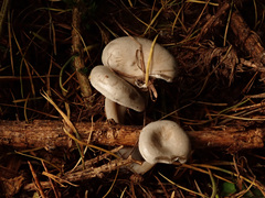 Clitocybe ditopa