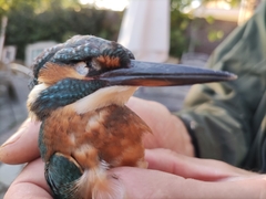 Alcedo atthis