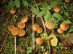 Galerina stylifera