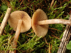 Galerina stylifera