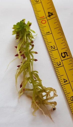Image of Sphagnum quinquefarium by (c) Helen Waterman, some rights reserved (CC BY)