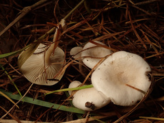 Leucocybe candicans