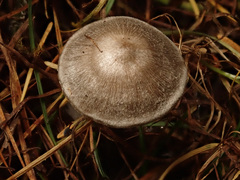 Tephrocybe rancida