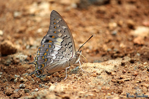 Charaxes solon (Fabricius, 1793)