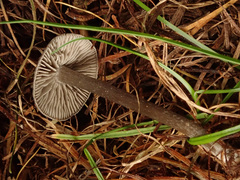Tephrocybe rancida