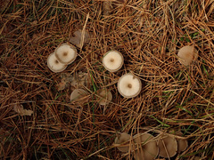 Clitocybe metachroa