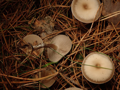 Clitocybe metachroa