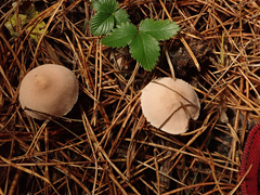Cystoderma carcharias