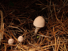 Cystoderma carcharias