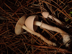 Cystoderma carcharias